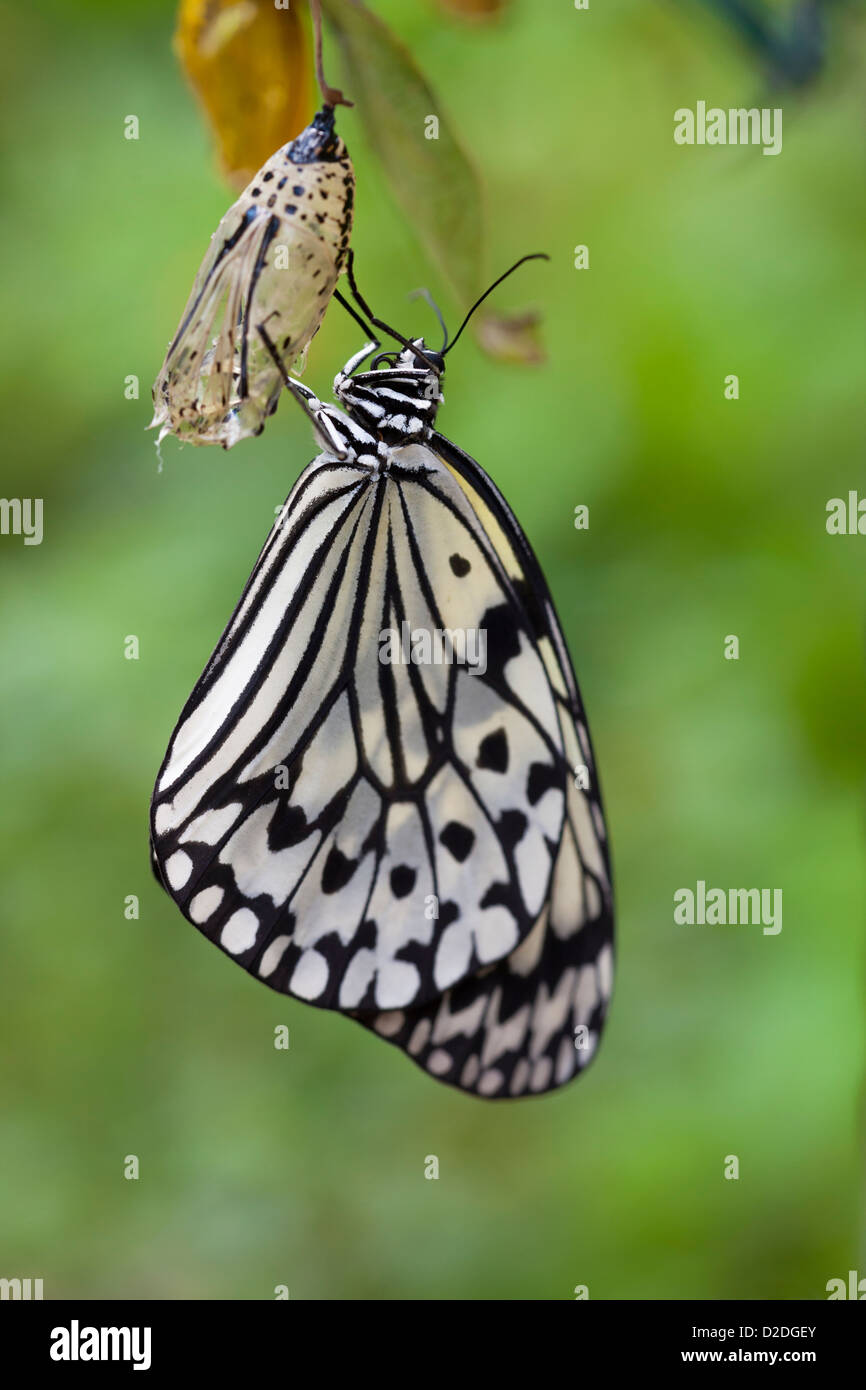 Idee Leuconoe, auch bekannt als Papier Drachen Schmetterling, die hat gerade Metamorphose abgeschlossen und sitzt auf der leeren Chrysalis-Shell. Stockfoto