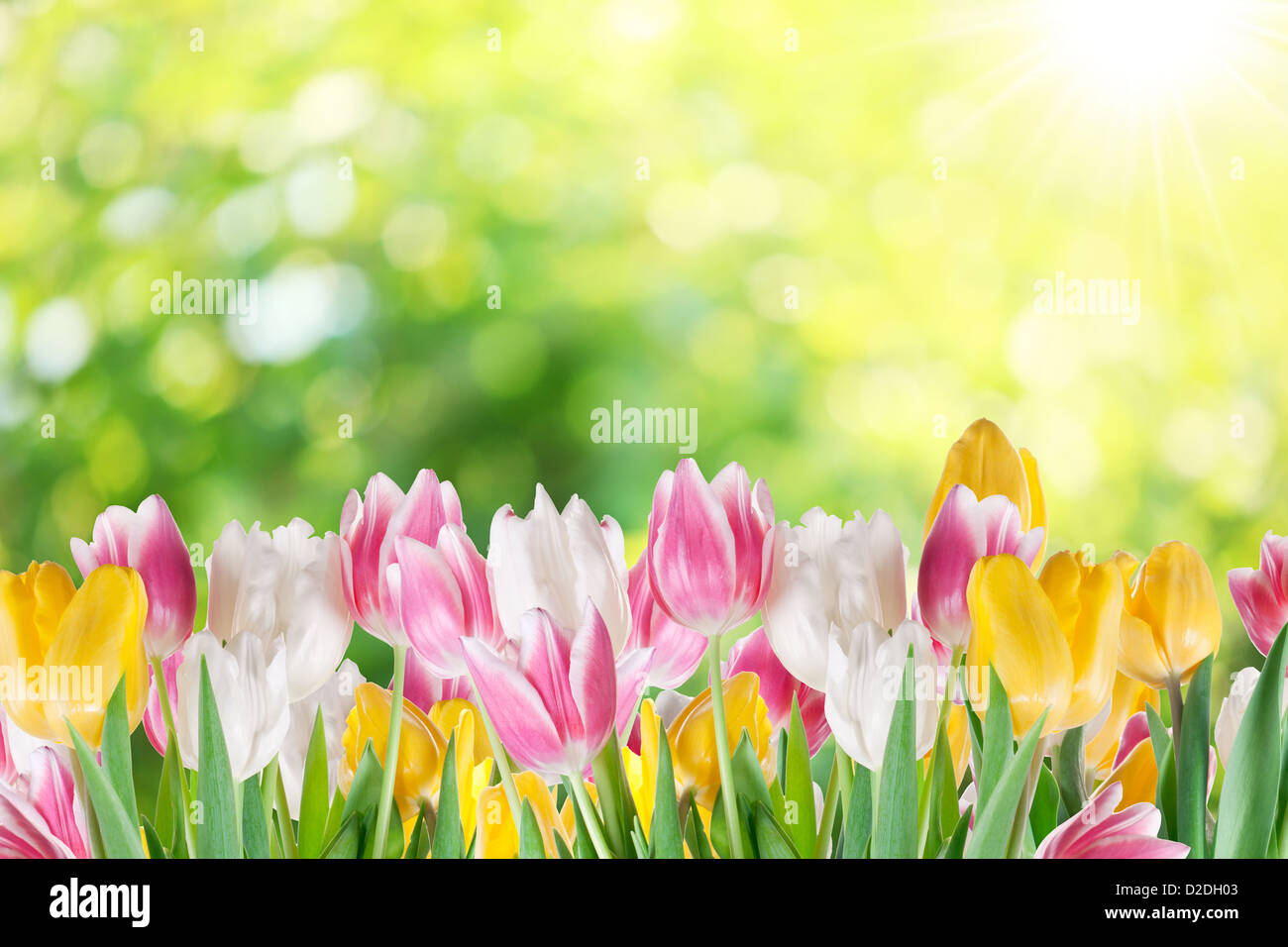 Tulpen auf Unschärfe Hintergrund der Natur. Stockfoto