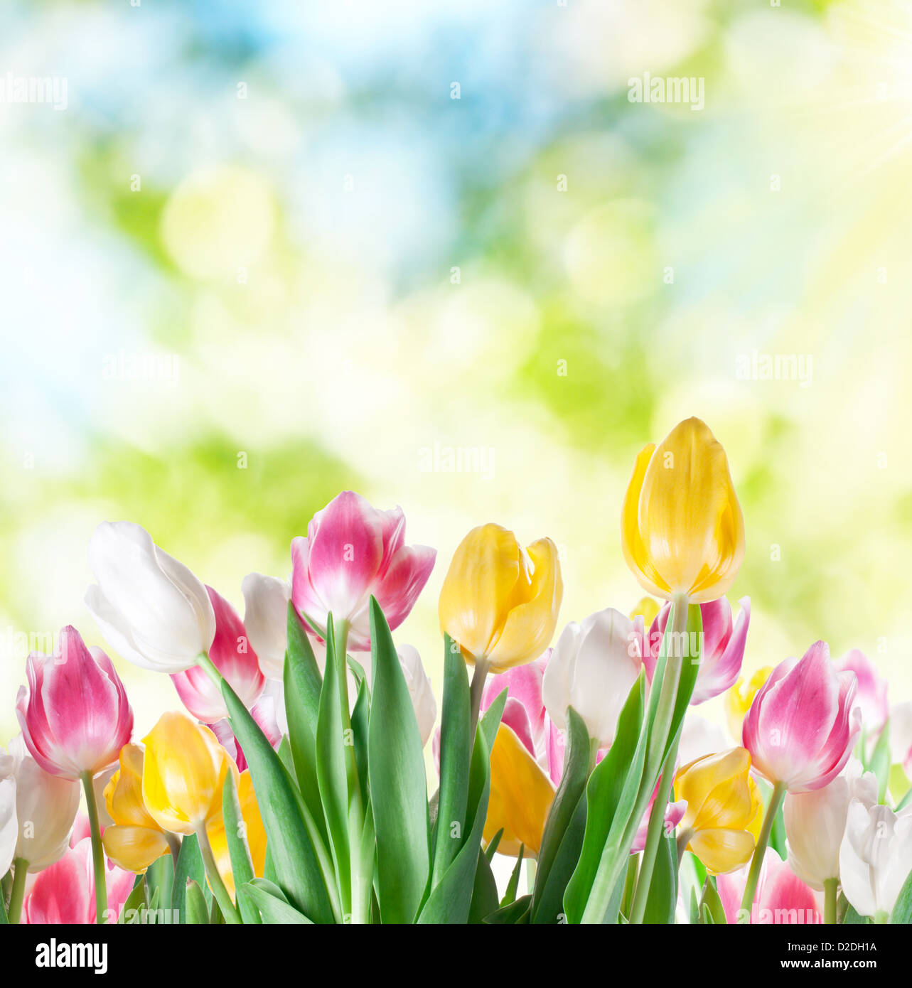 Tulpen auf Unschärfe Hintergrund der Natur. Stockfoto