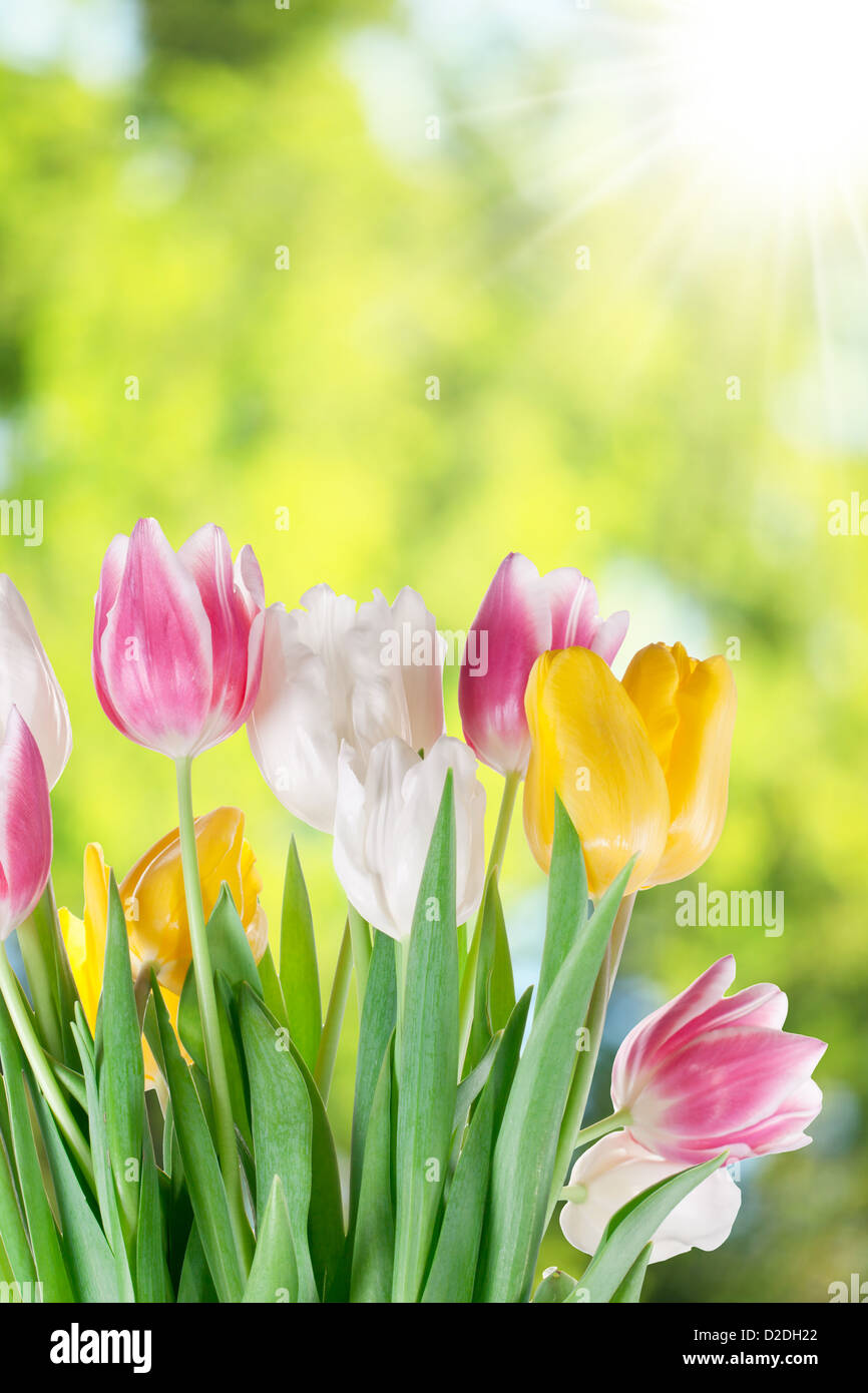 Tulpen auf Unschärfe Hintergrund der Natur. Stockfoto