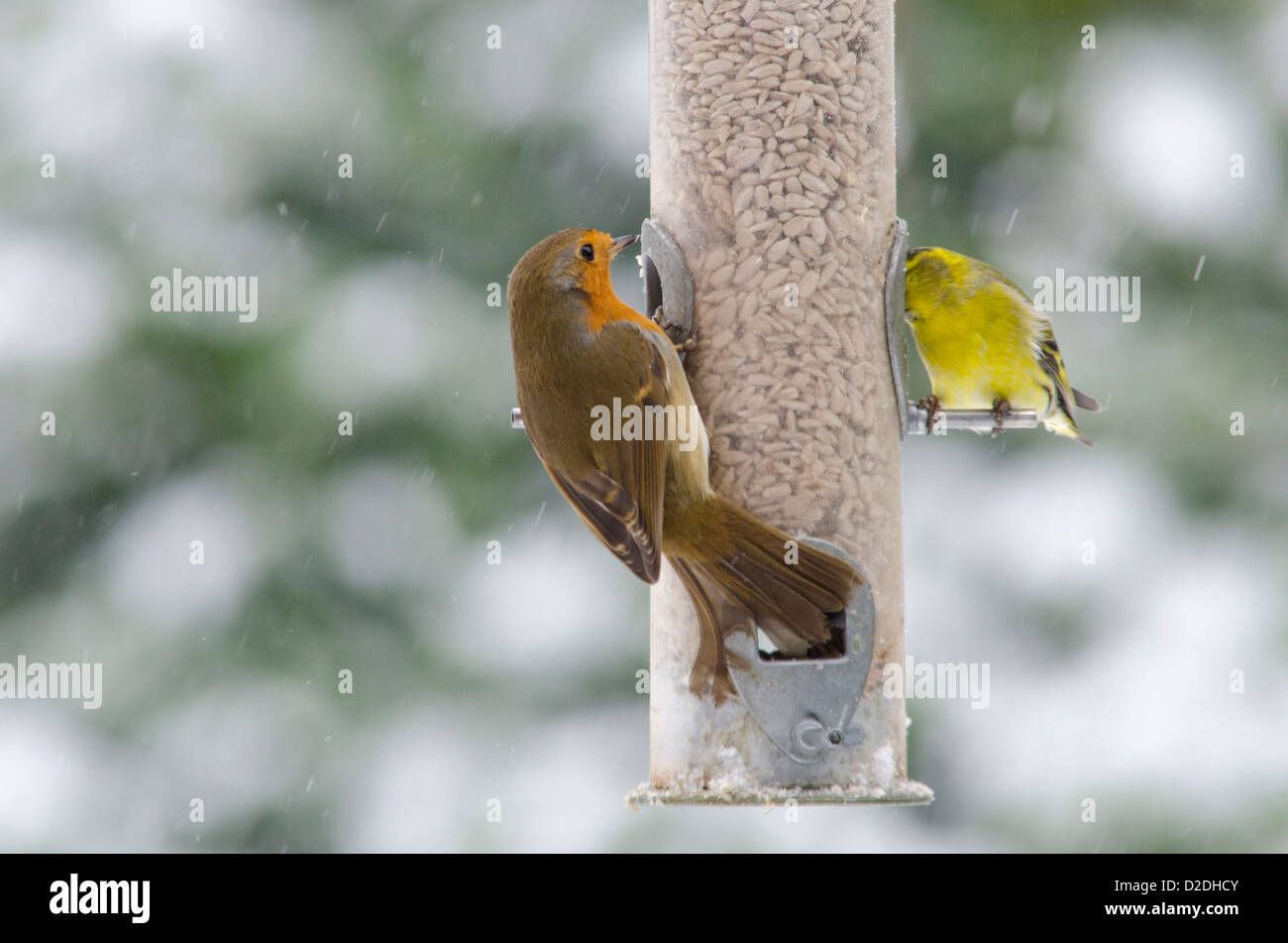 Eurasischen oder europäischen Siskin [Carduelis spinus] und europäischen Robin [erithacus rubecula] auf Bird Feeder Stockfoto
