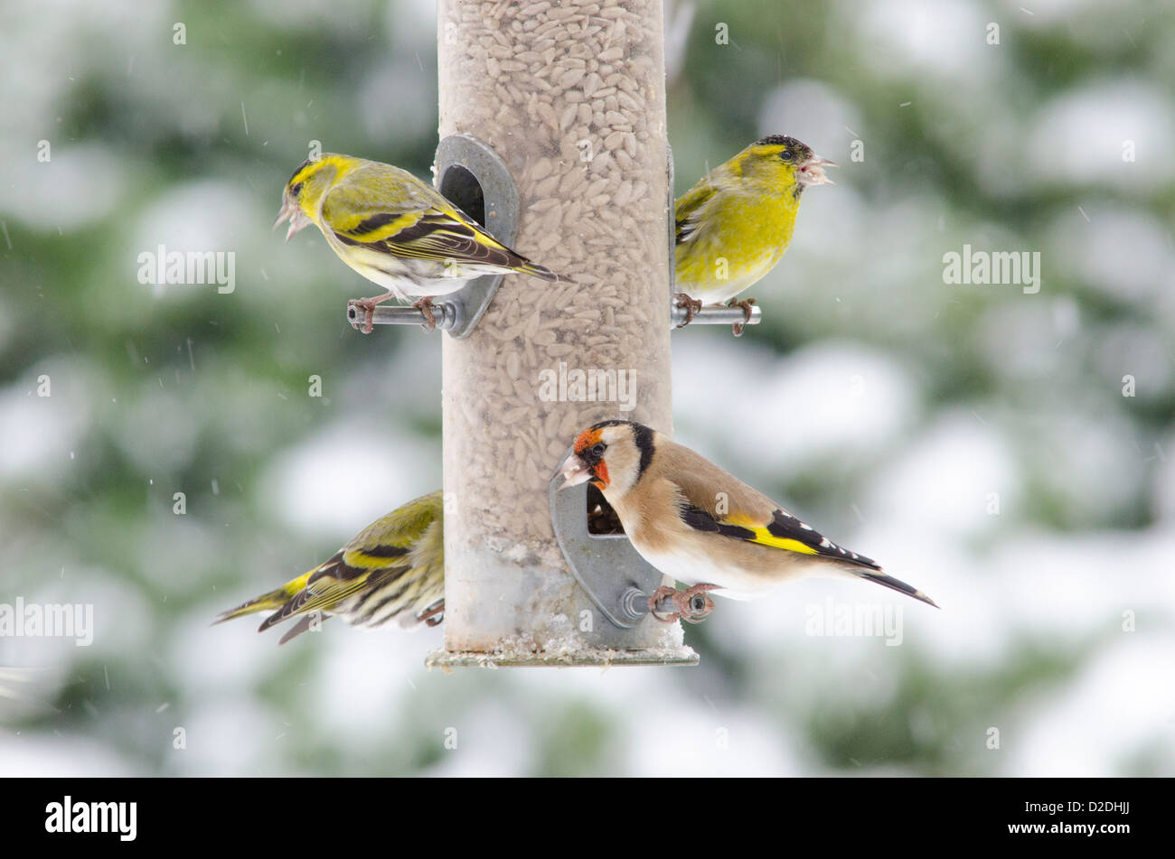 Eurasischen oder europäische Zeisig [Zuchtjahr Spinus] und europäische Stieglitz [Zuchtjahr Zuchtjahr] auf Vogelhäuschen. Sonnenblumen Herzen Stockfoto
