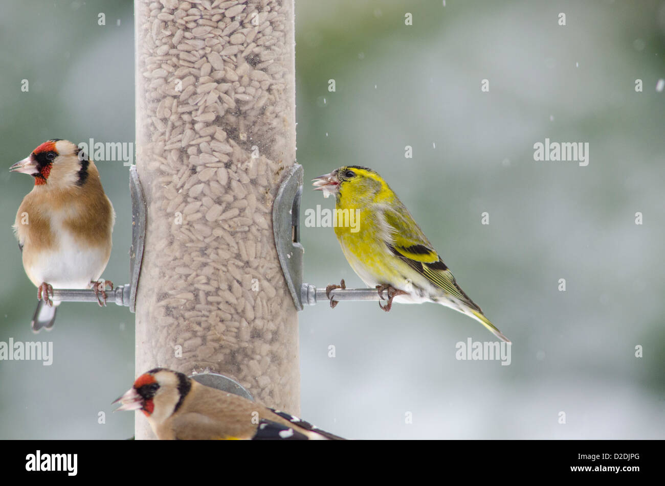 Eurasischen oder europäische Zeisig [Zuchtjahr Spinus] und europäische Stieglitz [Zuchtjahr Zuchtjahr] auf Vogelhäuschen Stockfoto