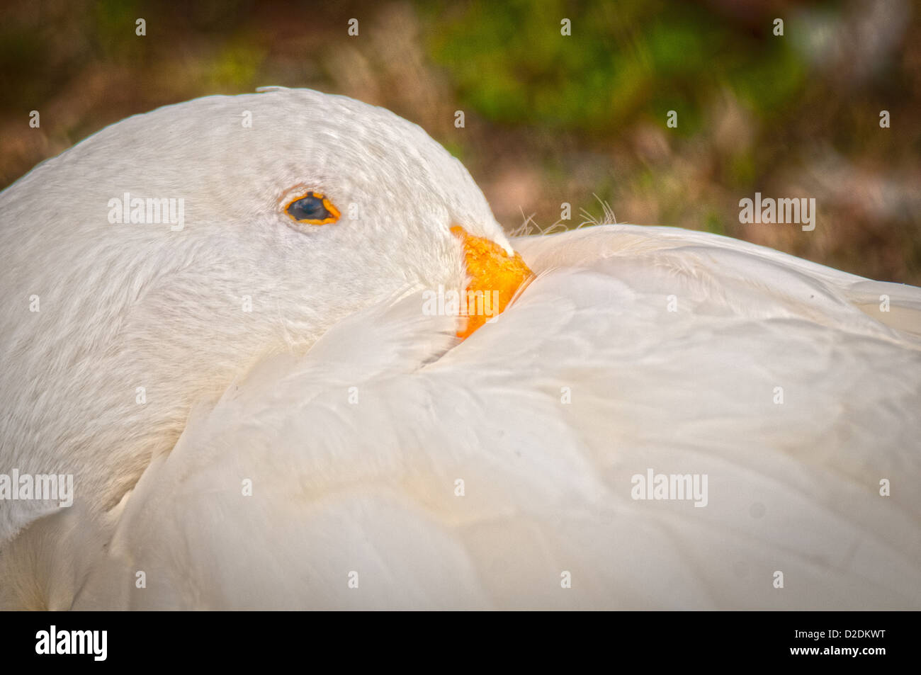 White Pekin Ente am See Morton in Lakeland, Florida. Stockfoto