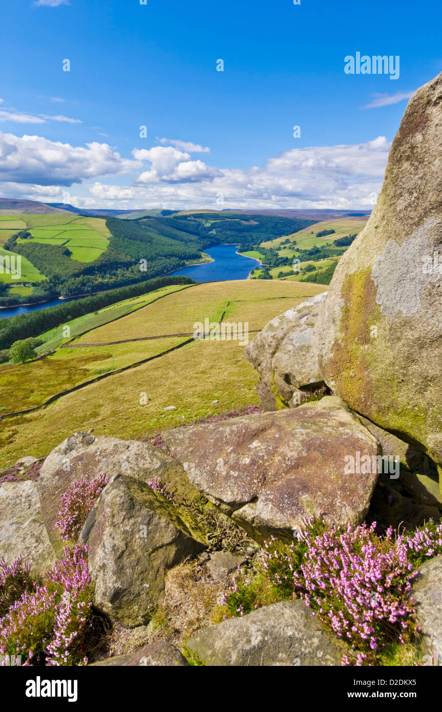 Heather am Derwent Rand oben Ladybower Vorratsbehälter Derbyshire Peak District national Park Derbyshire England UK GB EU Europa Stockfoto