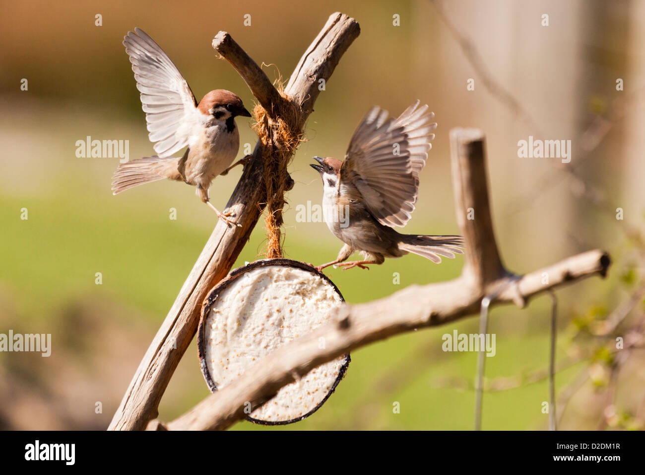 Ein paar Baum Spatzen bestreiten Fütterung Rechte Stockfoto