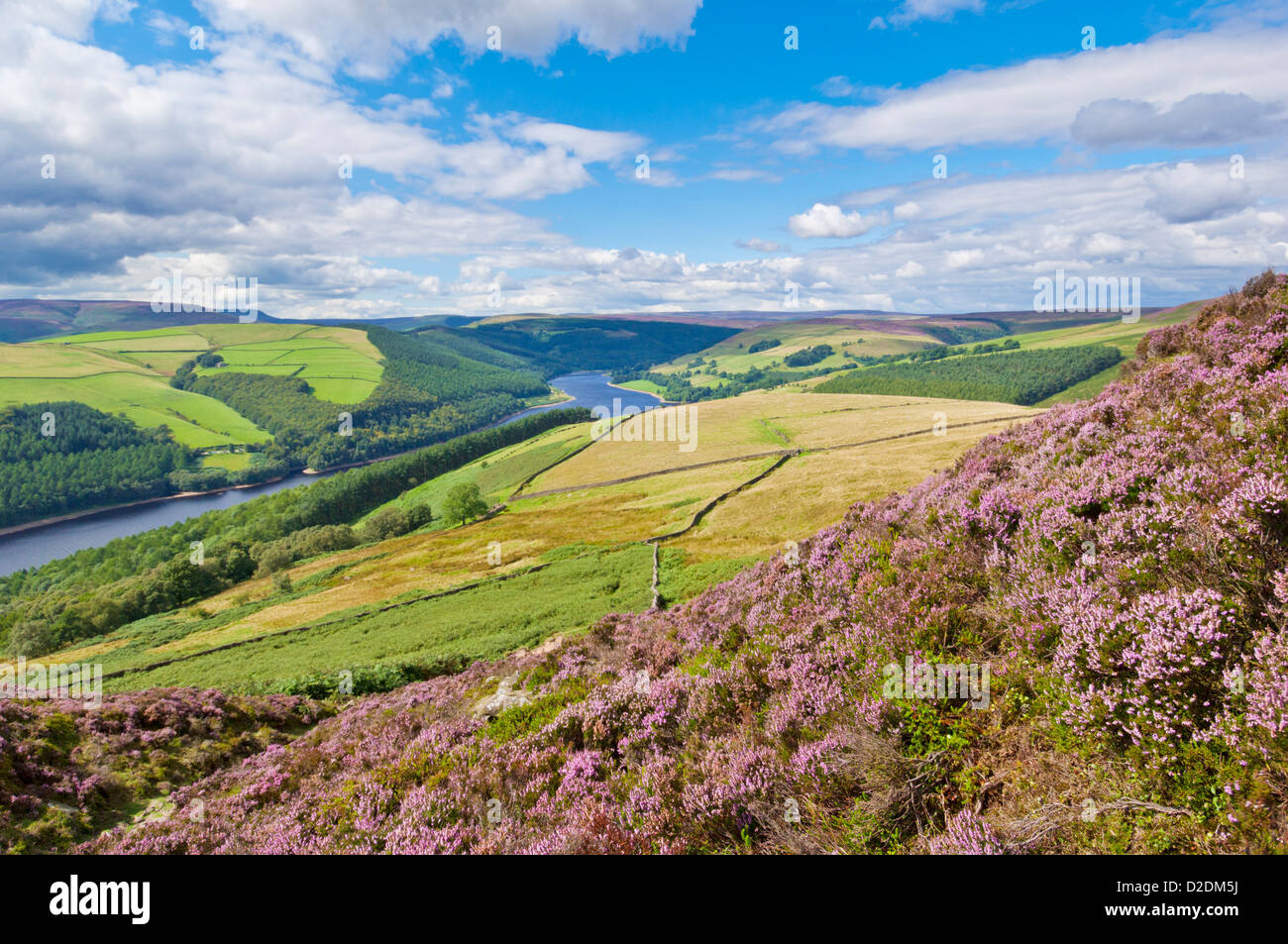 Heather am Derwent Rand oben Ladybower Vorratsbehälter Derbyshire Peak District national Park Derbyshire England UK GB EU Europa Stockfoto