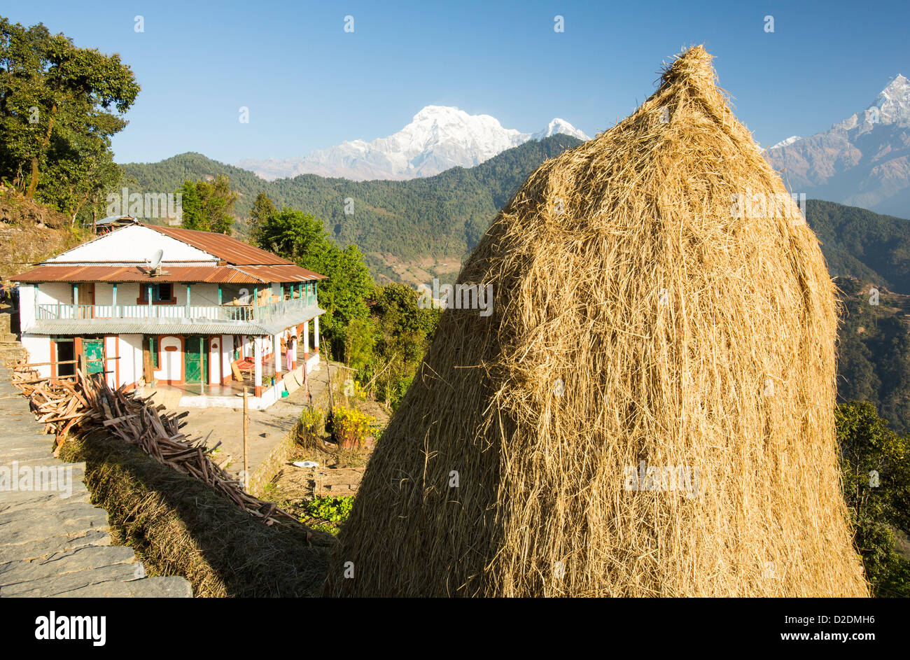 Subsistenzwirtschaft im Annapurna Himalaya in Nepal, mit Heu zu trocknen. Stockfoto