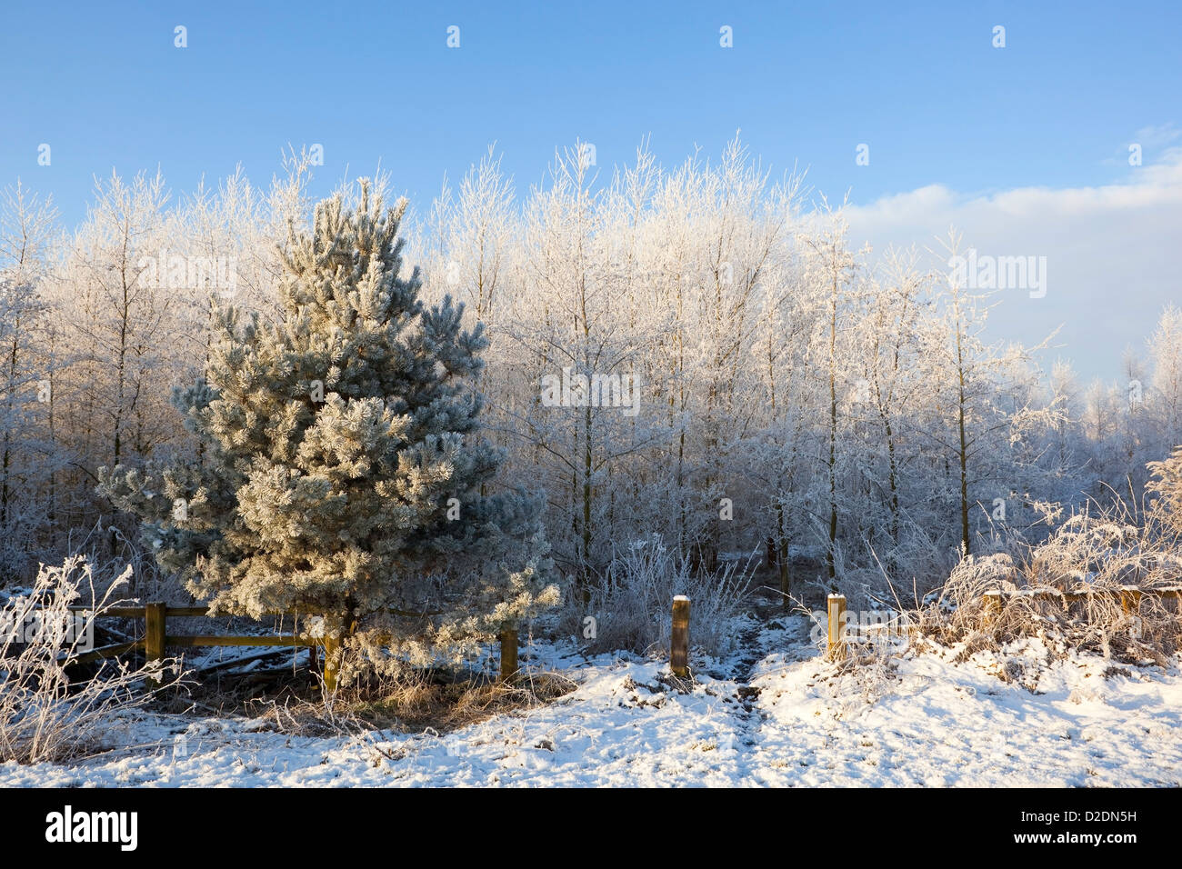 Eine verschneite Winterlandschaft mit Frost bedeckt Jungbäume unter blauem Himmel Stockfoto