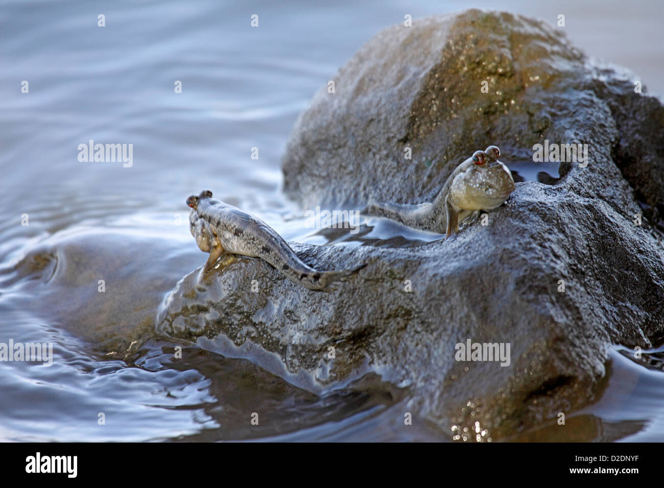 Schlammspringer bei Flut am Fluss Gambia Stockfoto