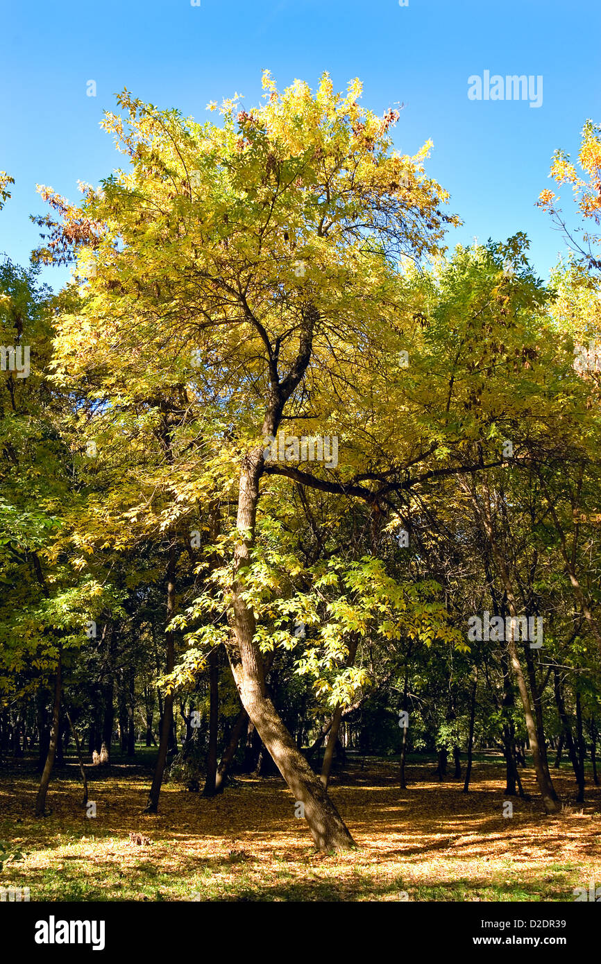 Der gebogene Baum mit gelben Laub steht am Rande eines Waldes. Stockfoto