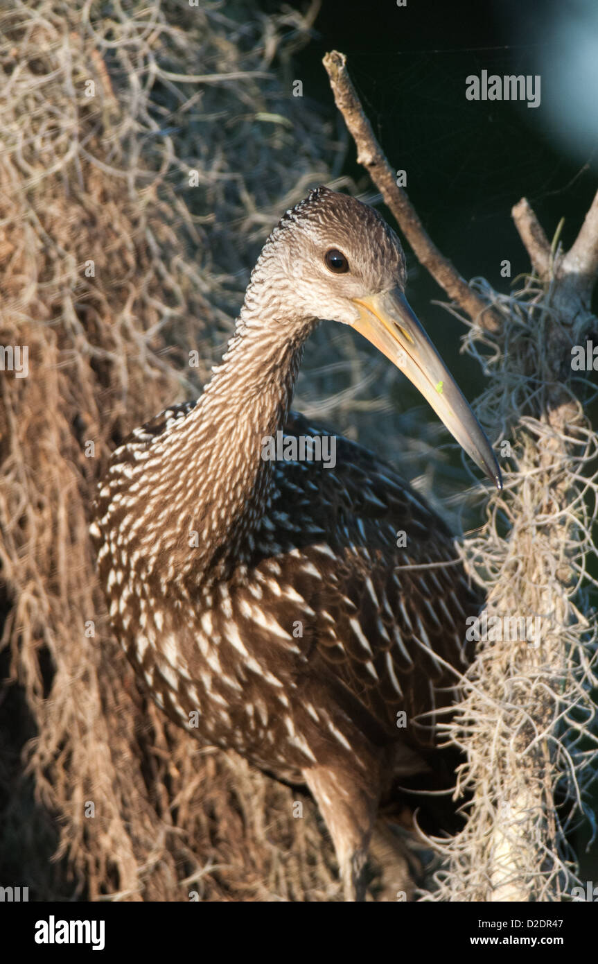 Limpkin im Kreis B Bar-Reserve in Lakeland, Florida. Stockfoto