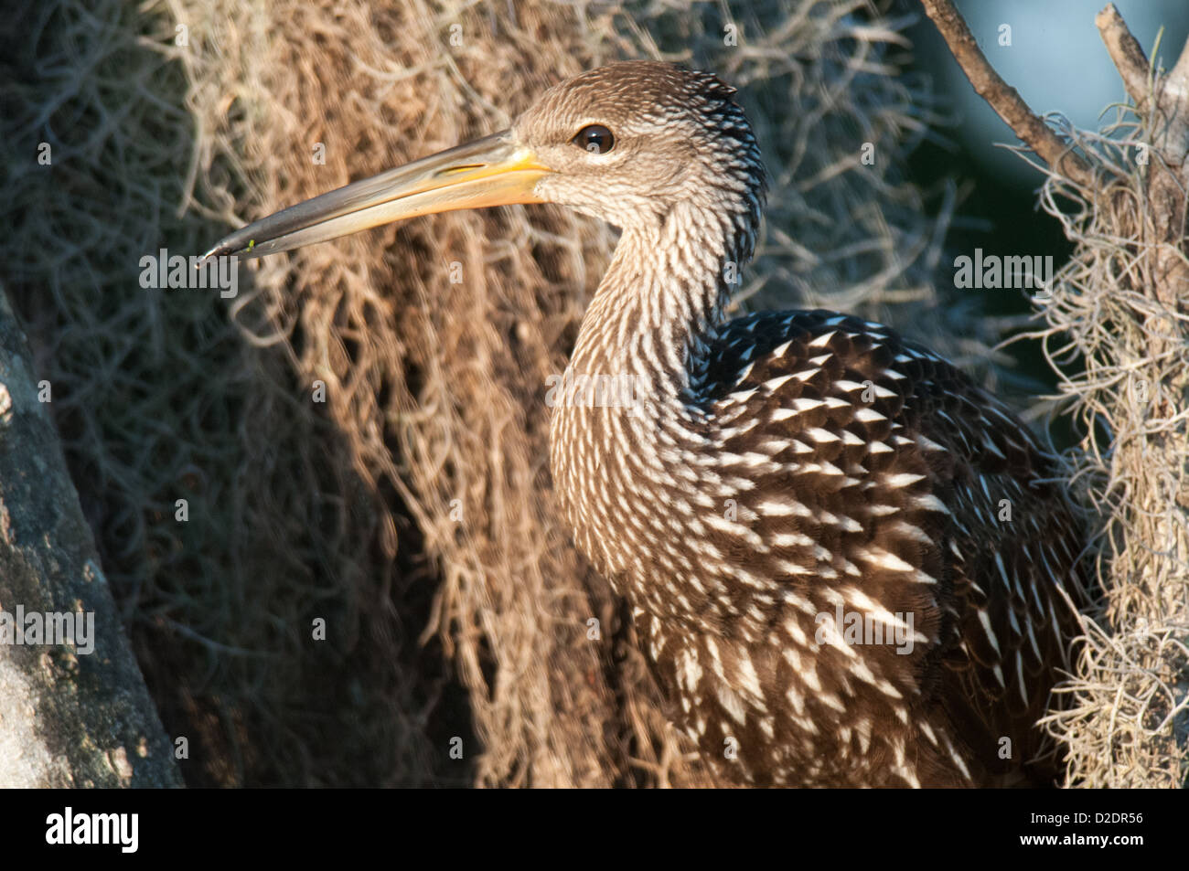 Limpkin im Kreis B Bar-Reserve in Lakeland, Florida. Stockfoto