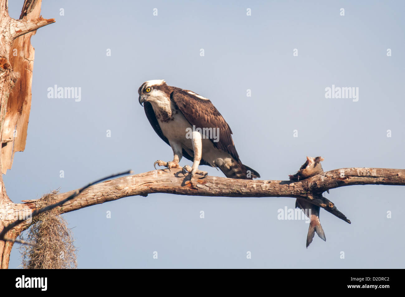 Fischadler im Kreis B Bar-Reserve in Lakeland, Florida. Stockfoto