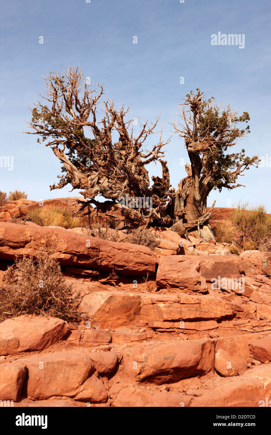 alten Knarled Baum Busch am Guano Point Grand Canyon West Arizona usa Stockfoto