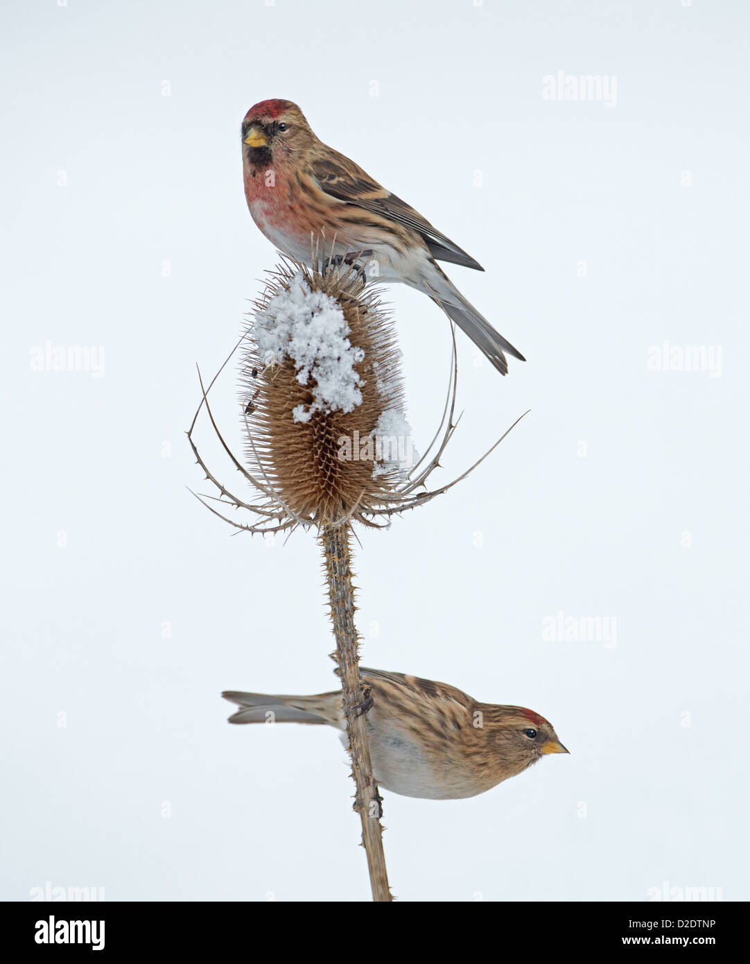 Männliche und weibliche weniger Redpoll (Zuchtjahr Cabaret) thront auf Schnee bedeckt Karde (Dipsacus Fullonum) Winter. UK Stockfoto