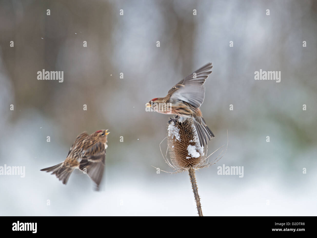Paar von männlichen weniger Birkenzeisige (Zuchtjahr Cabaret) kämpfen für Position auf Schnee bedeckt Karde (Dipsacus Fullonum) Winter. UK Stockfoto