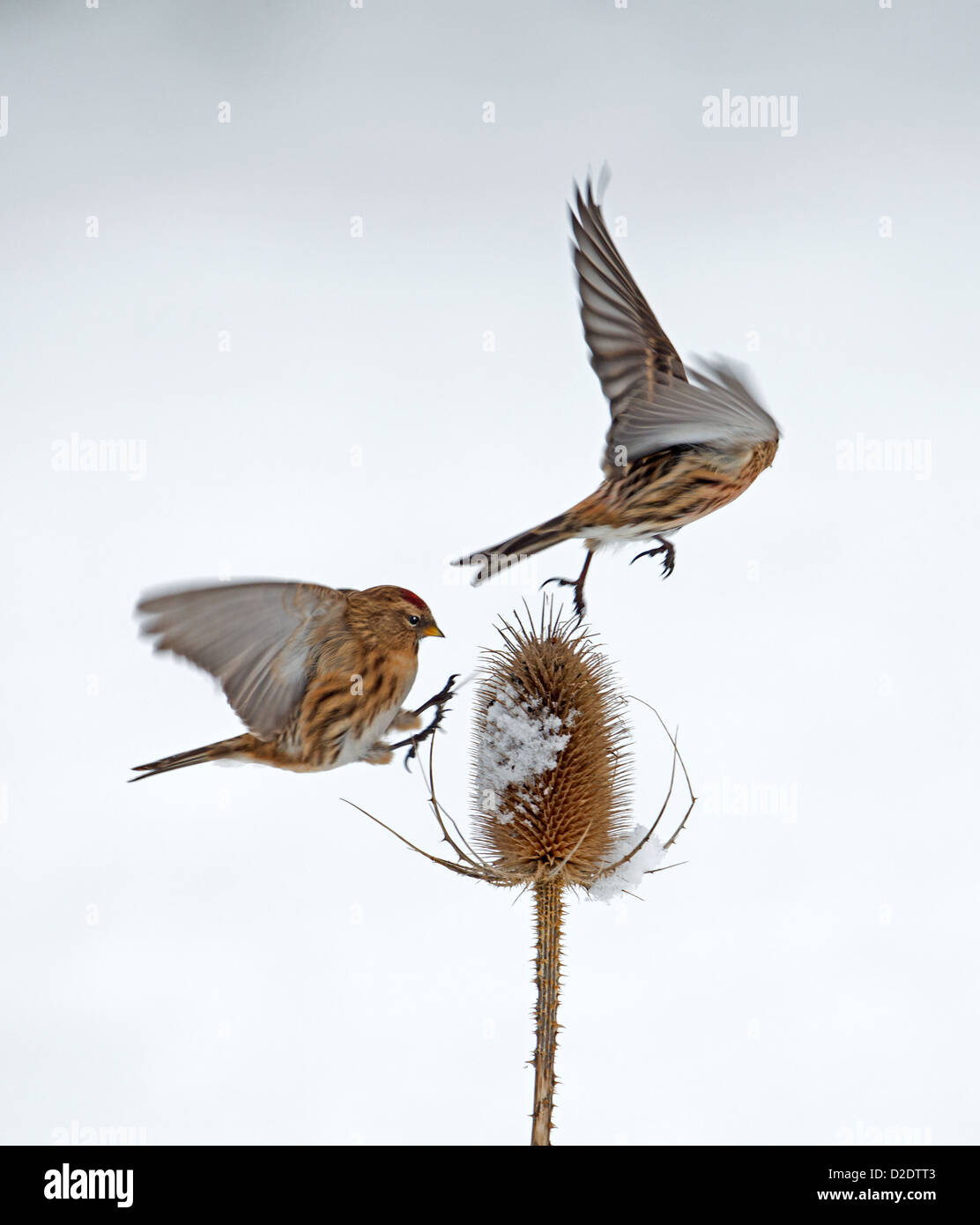 Geringerer Redpoll (Zuchtjahr Cabaret) Verfolgungsjagden aus einem anderen Redpoll zu gewinnen Position auf Schnee bedeckt Karde (Dipsacus Fullonum) Win Stockfoto