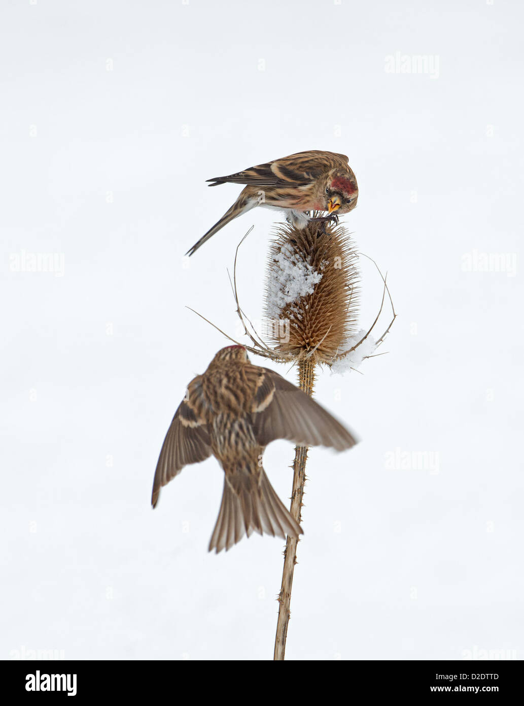 Paar von männlichen weniger Birkenzeisige (Zuchtjahr Cabaret) kämpfen für Position auf Schnee bedeckt Karde (Dipsacus Fullonum) Winter. UK Stockfoto