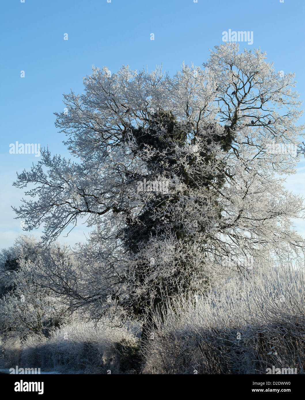 Einzigen Baum und Hecke rimed mit frost Stockfoto