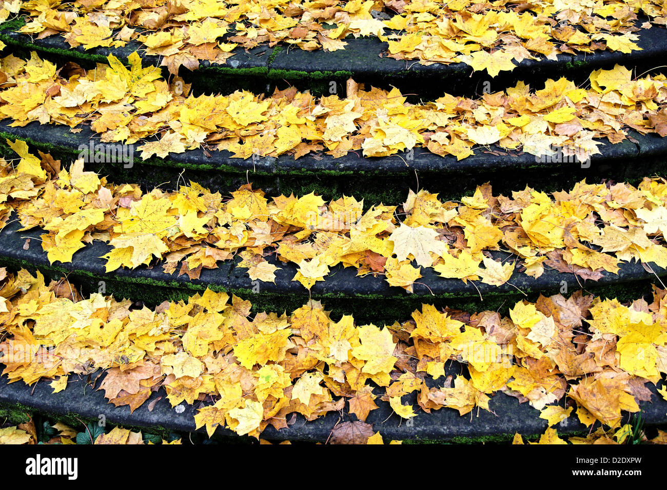 Herbstzeit mit abgefallenen Blättern auf alte Steintreppe Stockfoto