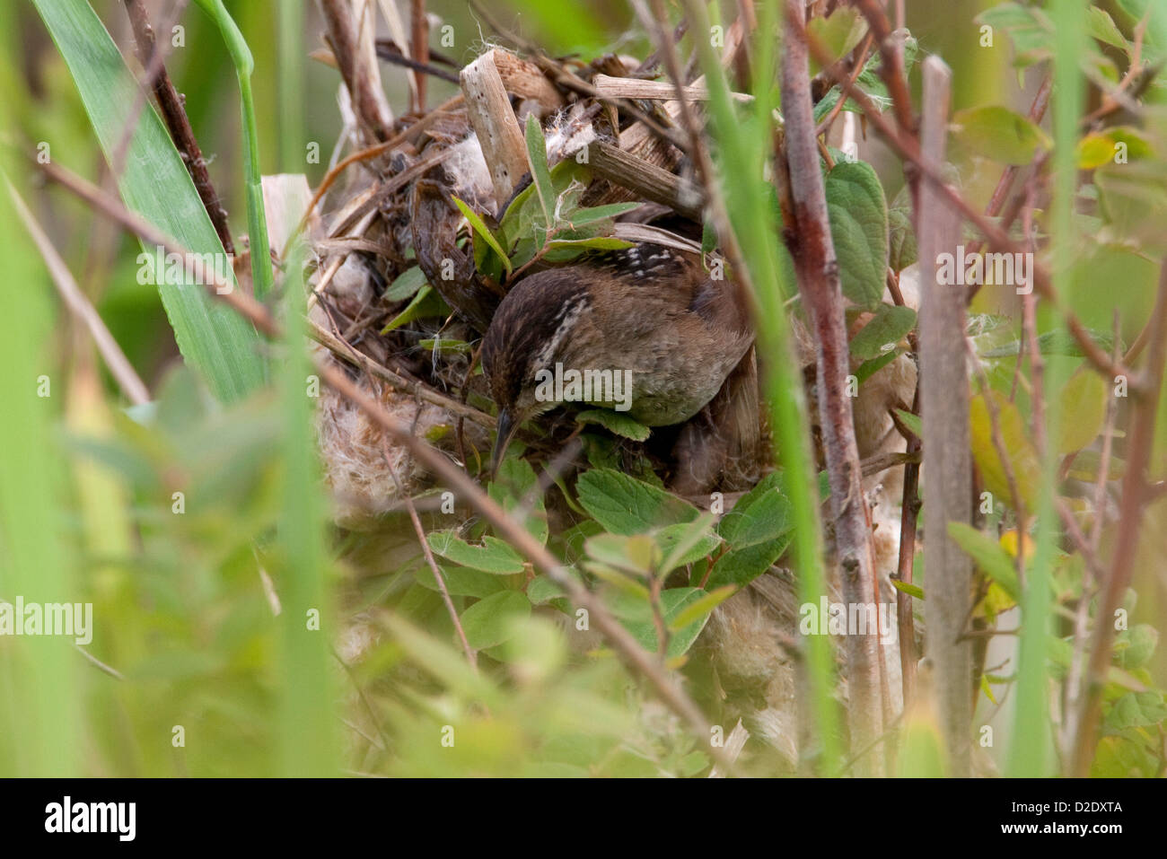 Marsh Wren (Cistothorus Palustris), die aus Nest im Schilf am Buttertubs Marsh, Nanaimo, BC, Kanada im Juni Stockfoto