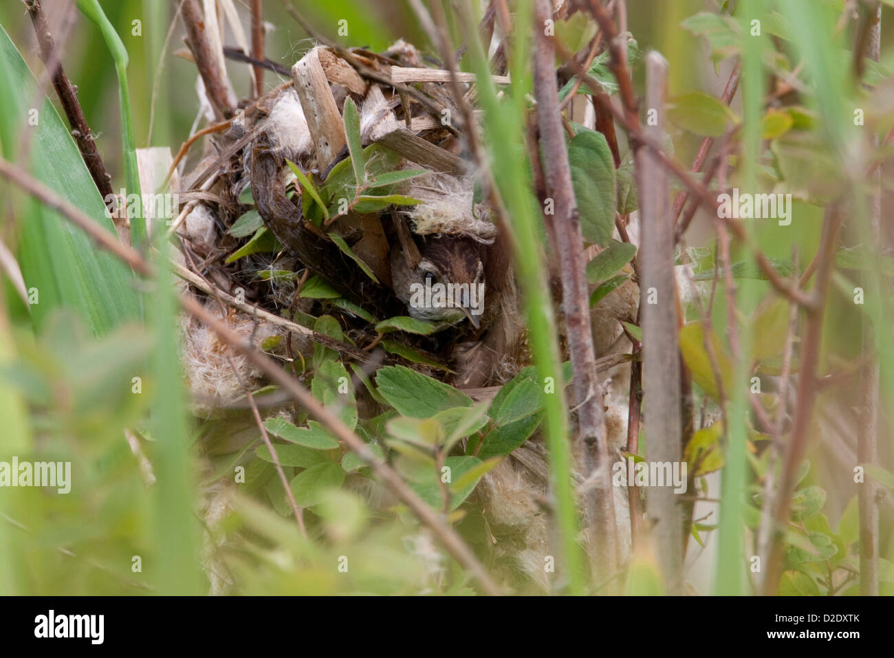 Marsh Wren (Cistothorus Palustris), die aus Nest im Schilf am Buttertubs Marsh, Nanaimo, BC, Kanada im Juni Stockfoto