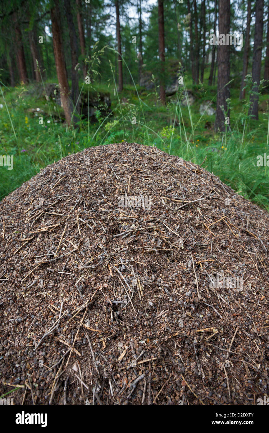 Holz-Ant Nest {Formica Rufa} aus Tannennadeln und andere Verunreinigungen aus dem Waldboden gebaut. Aosta-Tal, Alpen, Italien. Stockfoto
