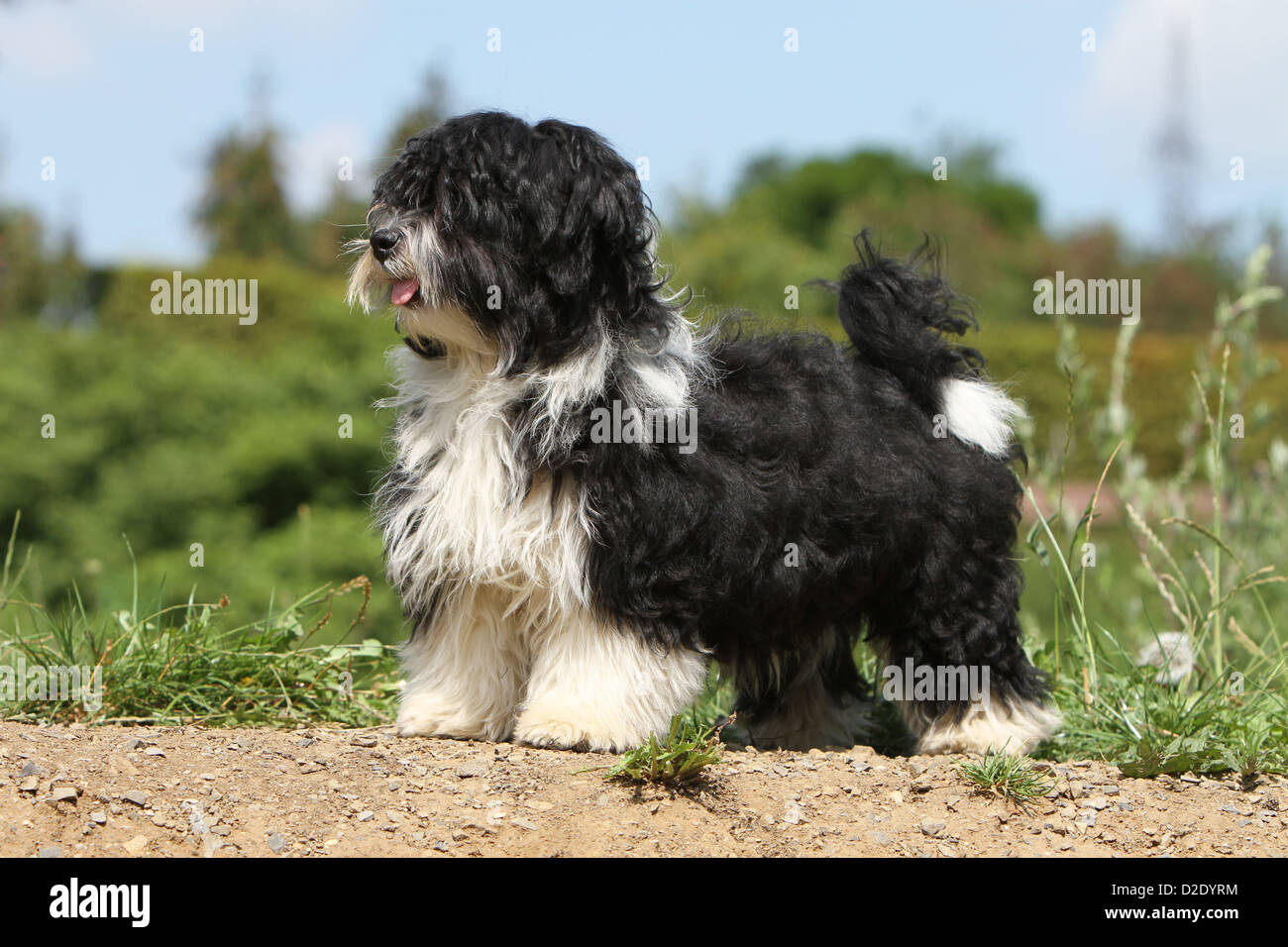 Hund Havaneser / Bichon Havanais / Havaneser Welpen (schwarz und weiß