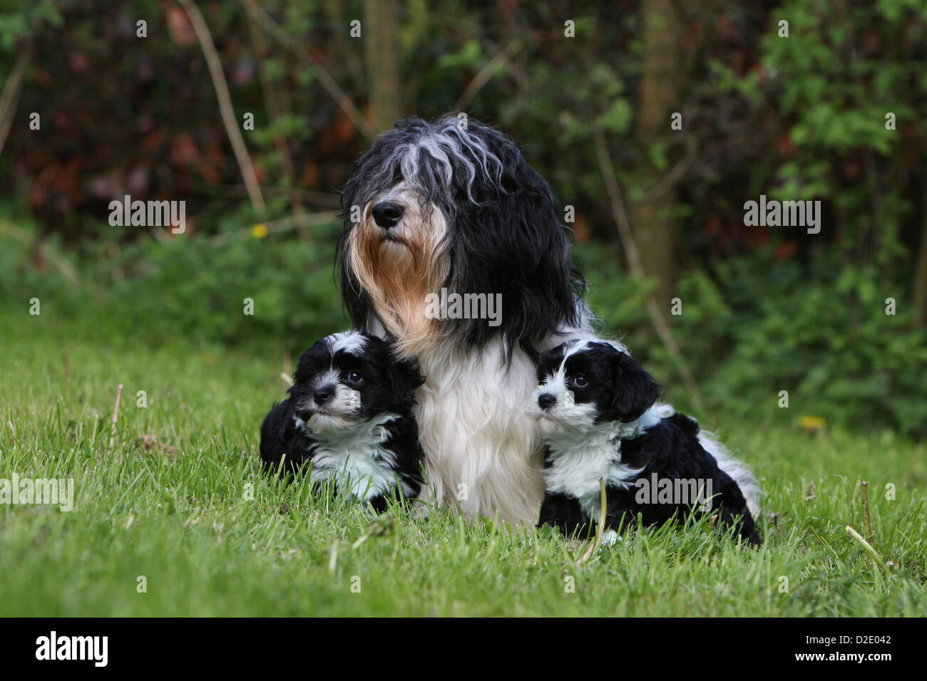 Hund Havaneser / Bichon Havanais / Havaneser Erwachsenen- und zwei Welpen (schwarz und weiß) sitzen auf einer Wiese Stockfoto