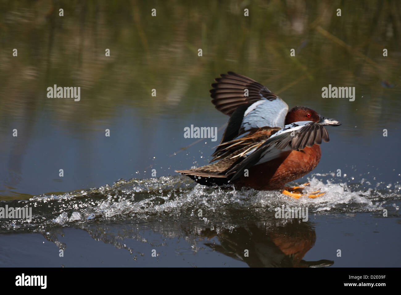 Landung Zimt/Petrol Stockfoto