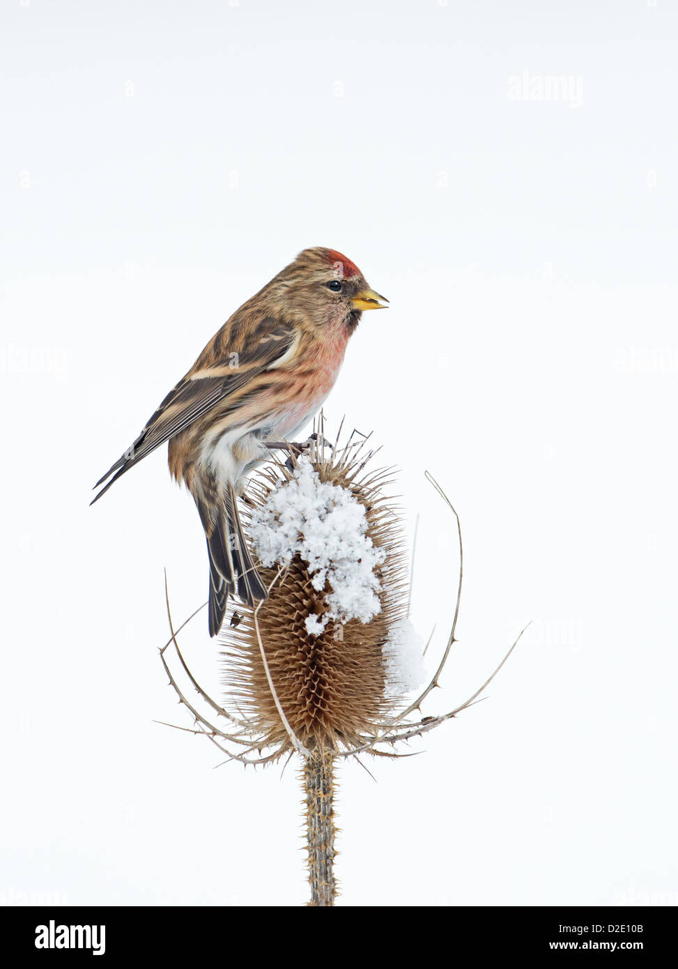 Männliche weniger Redpoll (Zuchtjahr Cabaret) thront auf Schnee bedeckt Karde (Dipsacus Fullonum) Winter. UK Stockfoto