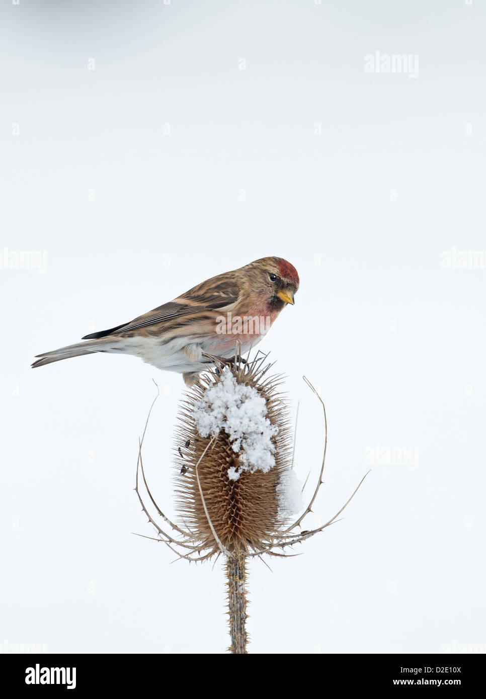 Männliche weniger Redpoll (Zuchtjahr Cabaret) thront auf Schnee bedeckt Karde (Dipsacus Fullonum) Winter. UK Stockfoto