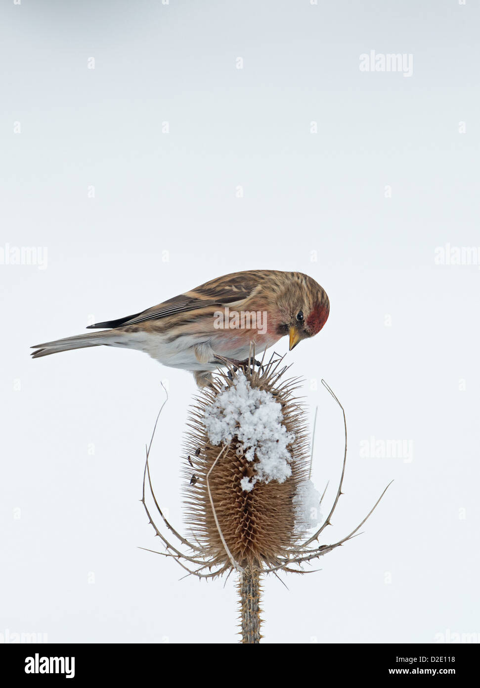 Männliche weniger Redpoll (Zuchtjahr Cabaret) thront auf Schnee bedeckt Karde (Dipsacus Fullonum) Winter. UK Stockfoto