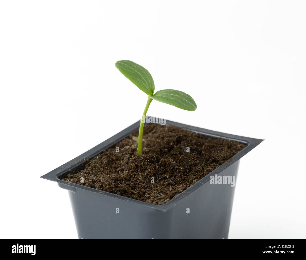 Wassermelone, Citrullus Lanatus, Sämling Stockfoto