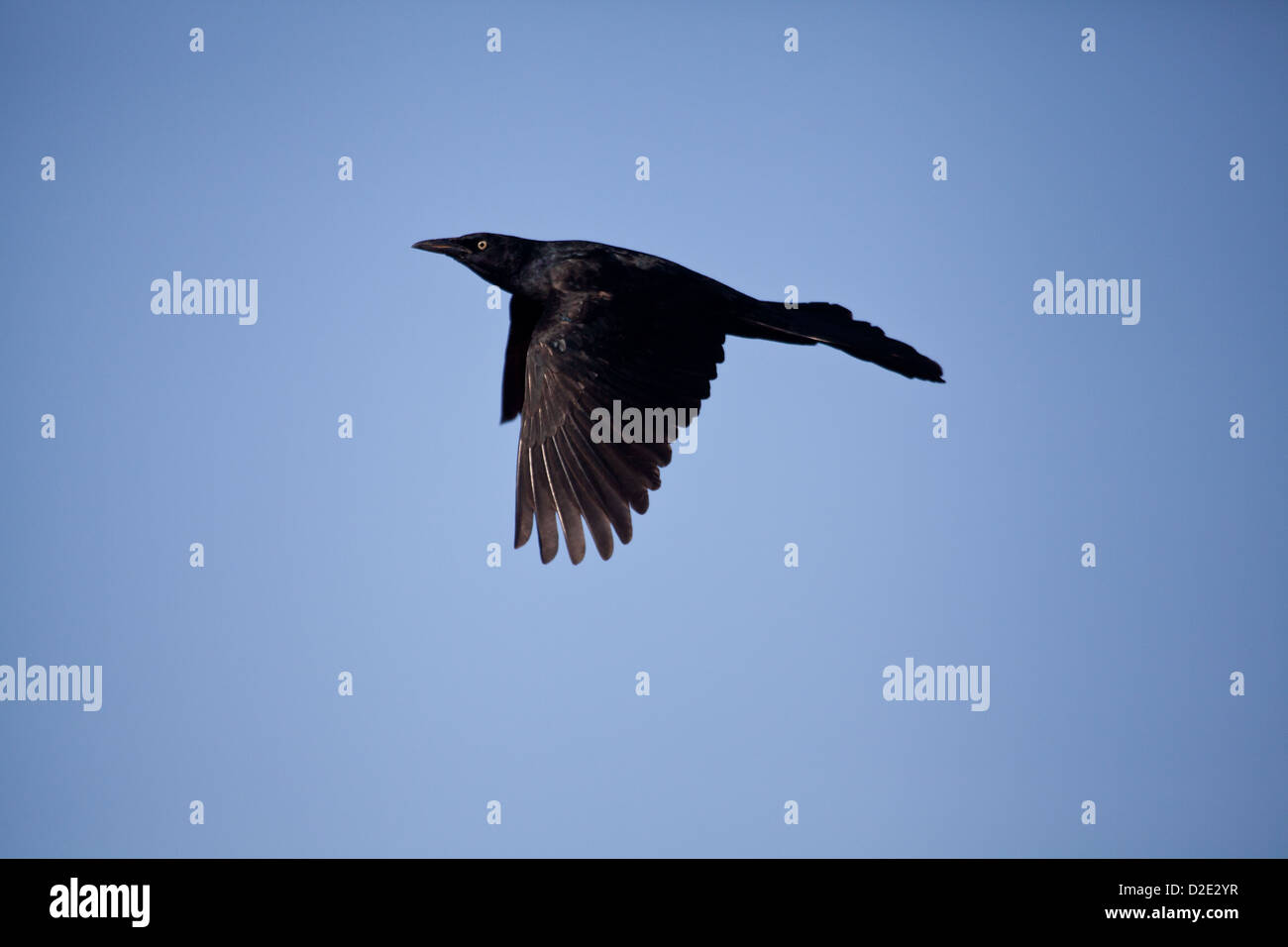 Groß-tailed Grackle, Quiscalus Mexicanus, fliegen über die Sarigua Nationalpark (Wüste), Herrera Provinz, Republik Panama Stockfoto