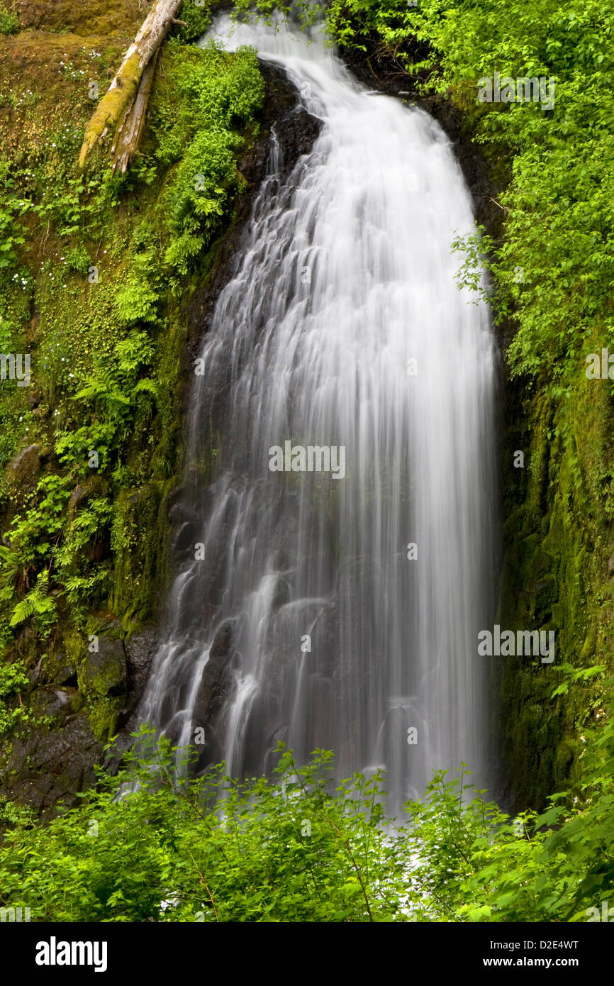 Upper McCloud Creek Falls in der Columbia River Gorge National Scenic Area, Oregon. Stockfoto