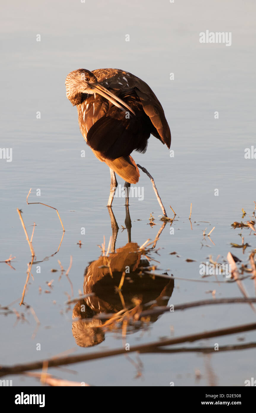 Limpkin am Lake Seminole Park im Seminole, Florida. Stockfoto