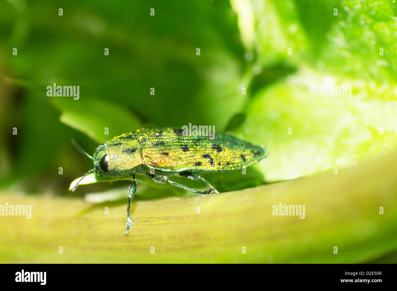 Blattkäfer kriechen auf den Blättern. Stockfoto