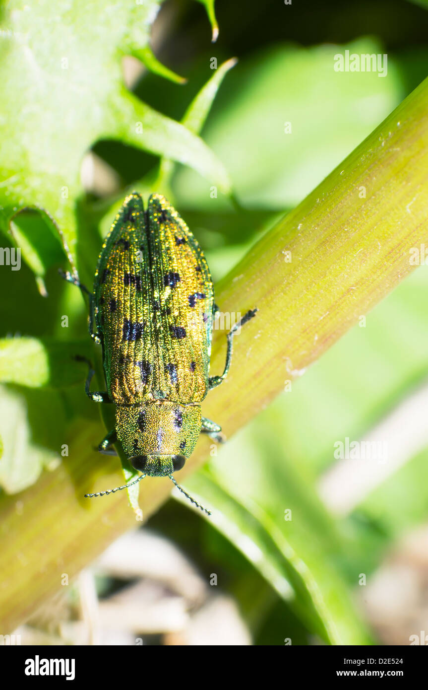 Blattkäfer kriechen auf den Blättern. Stockfoto