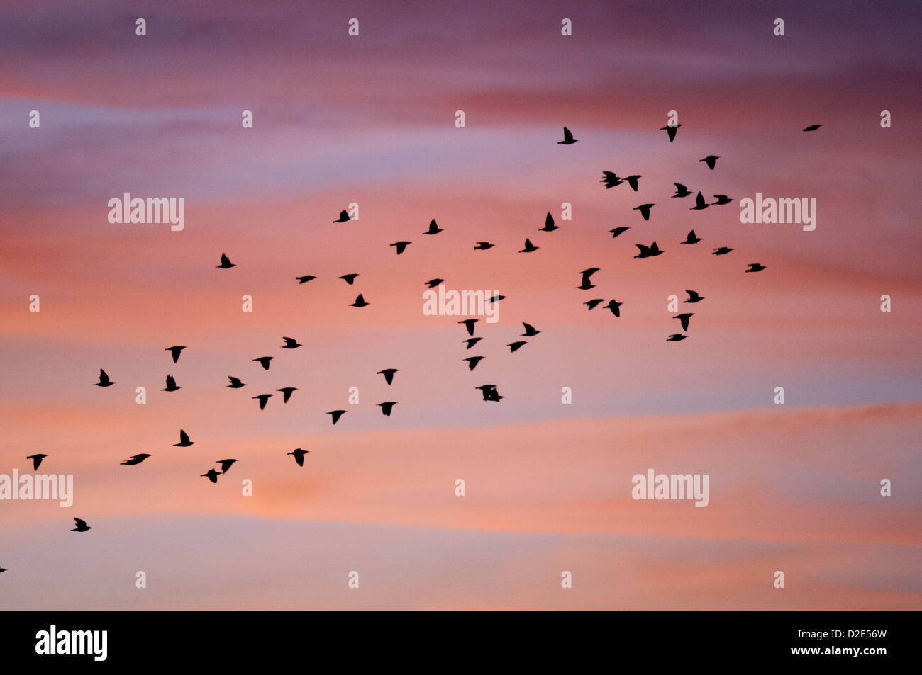 Vögel im Flug am Lake Seminole Park in Seminole, Florida. Stockfoto
