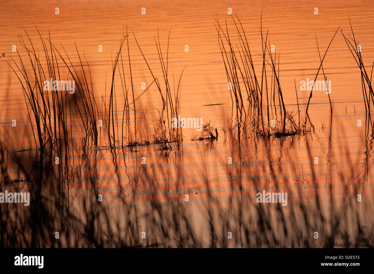 Nahe dem Ufer des Lake Seminole.  Aufgenommen am Lake Seminole Park im Seminole, Florida. Stockfoto