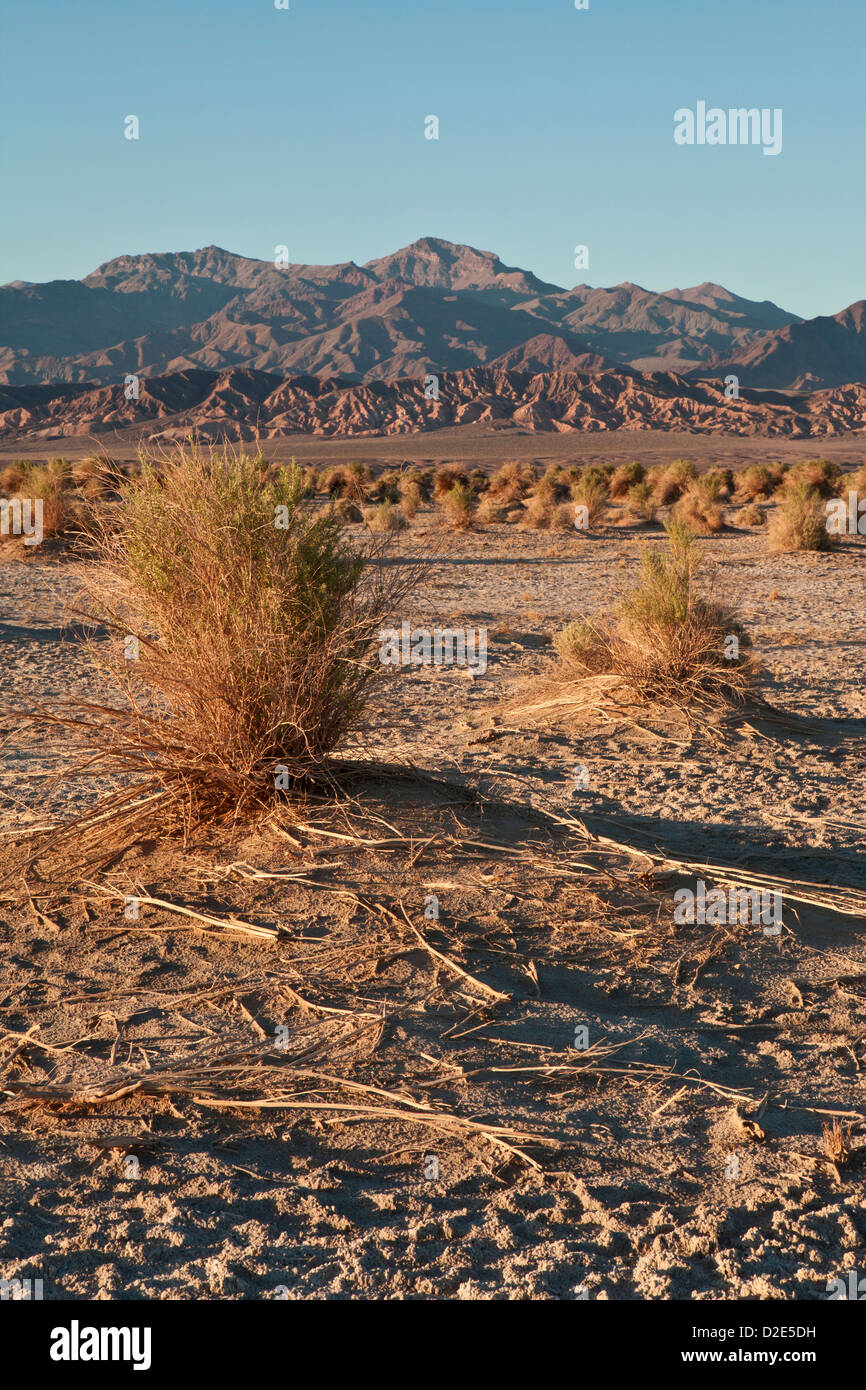 Abendlicht hebt die Arrowweed in des Teufels Cornfield unterhalb der Kit-Fox-Hügel nahe Stovepipe Wells, Death Valley Stockfoto