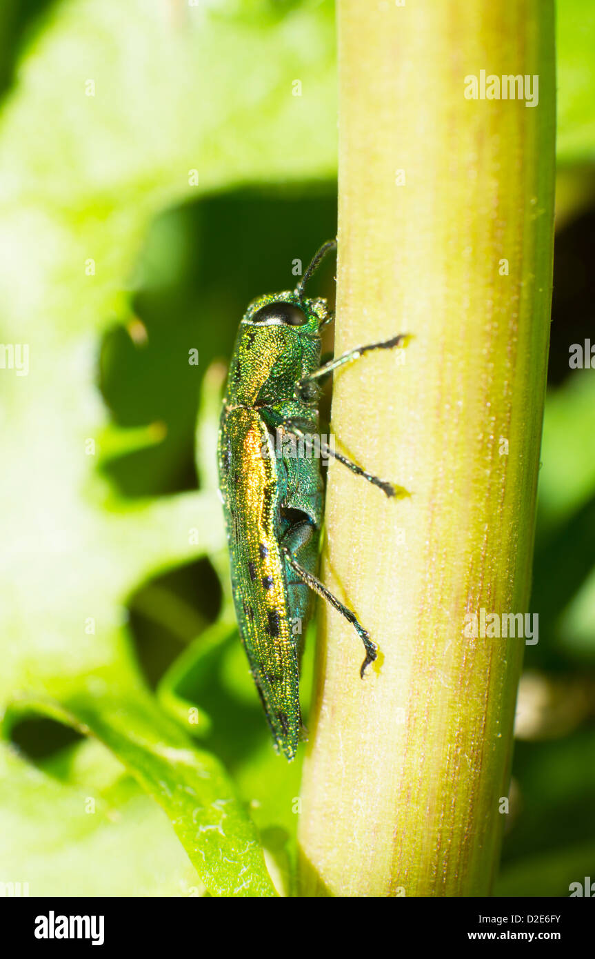 Blattkäfer kriechen auf den Blättern. Stockfoto