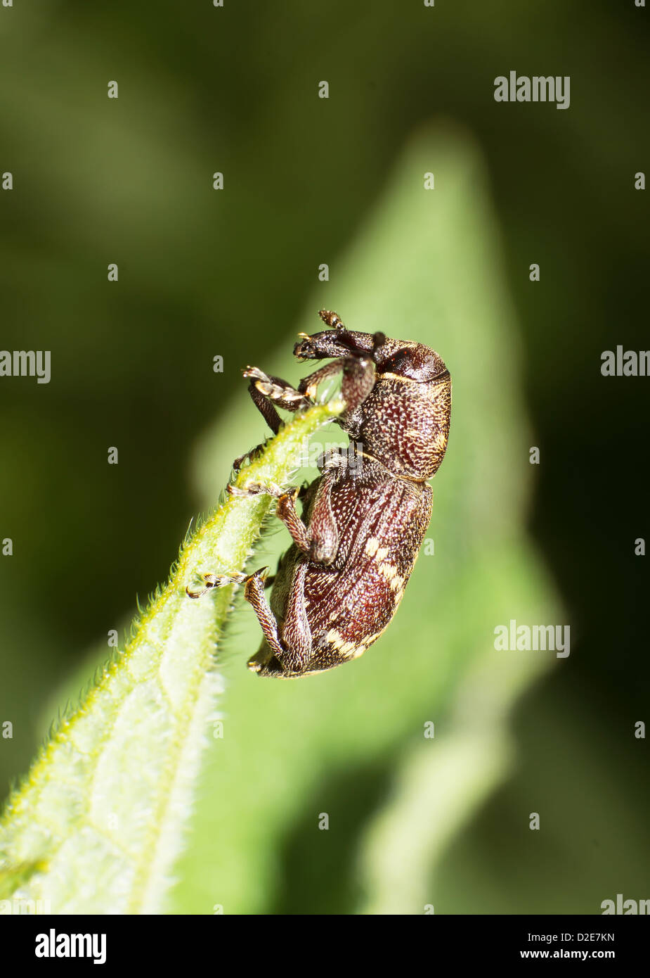 Rüsselkäfer Nahaufnahme in grünen Blättern. Stockfoto