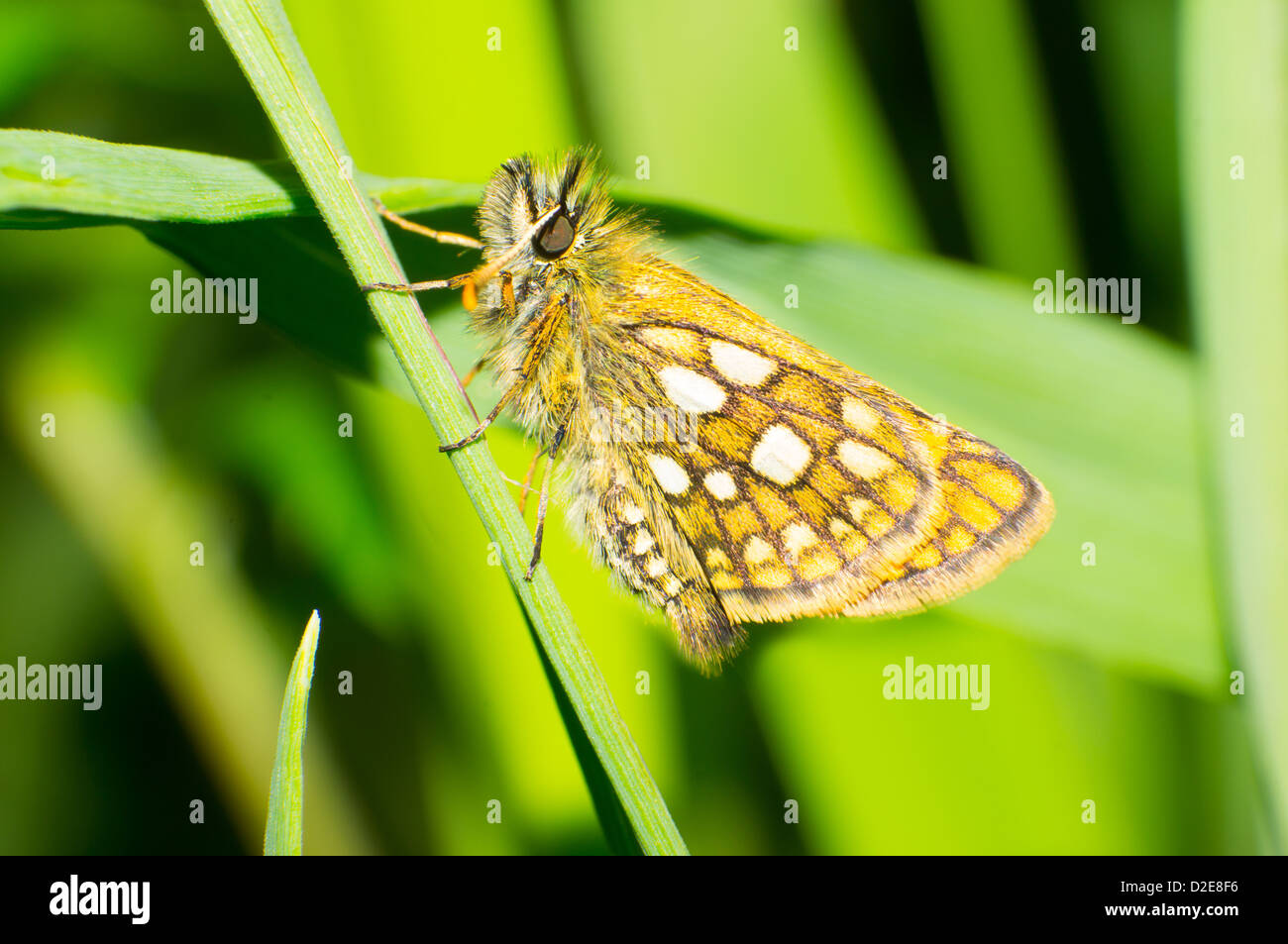 Schmetterling-Aufenthalt auf den Blättern. Stockfoto