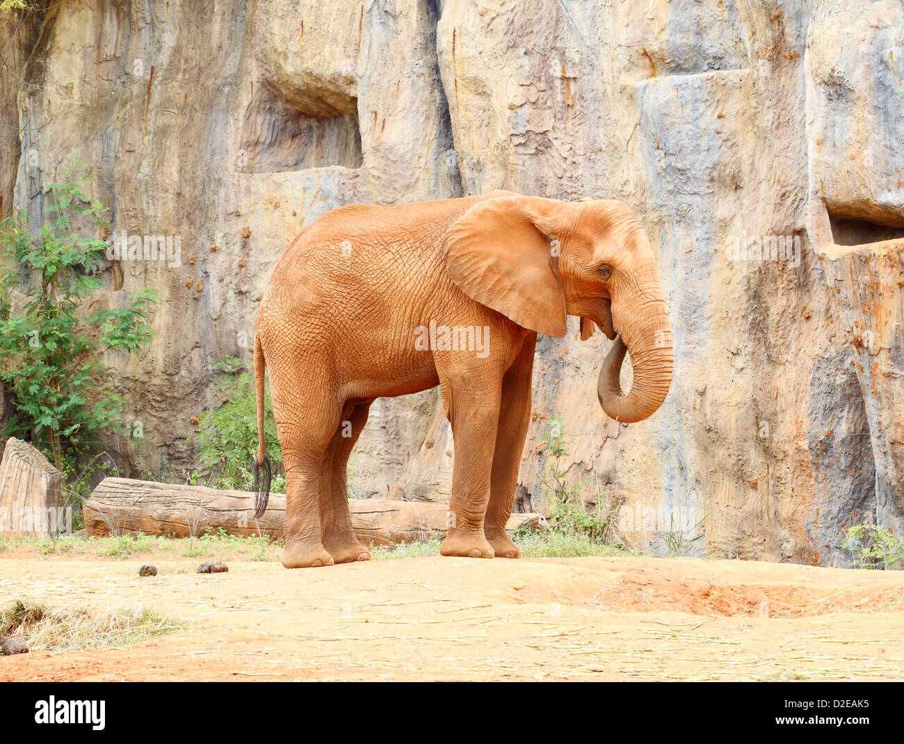 Afrikanischer Elefant stehend auf Sandboden und Stein Hintergrund Stockfoto