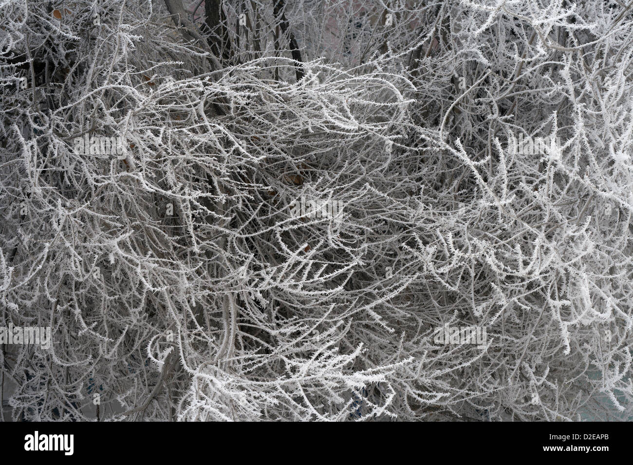 schöne, Schönheit, Birke, Zweig, Klima, Kälte, Cool, Land, Landschaft, Wald, Frost, gefroren, Eis, Idylle, Natur, nicht Ihre Stockfoto