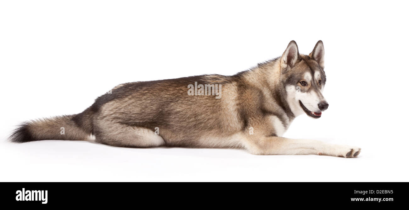 Siberian Husky Hund im Alter von 9 Monaten Stockfotografie - Alamy