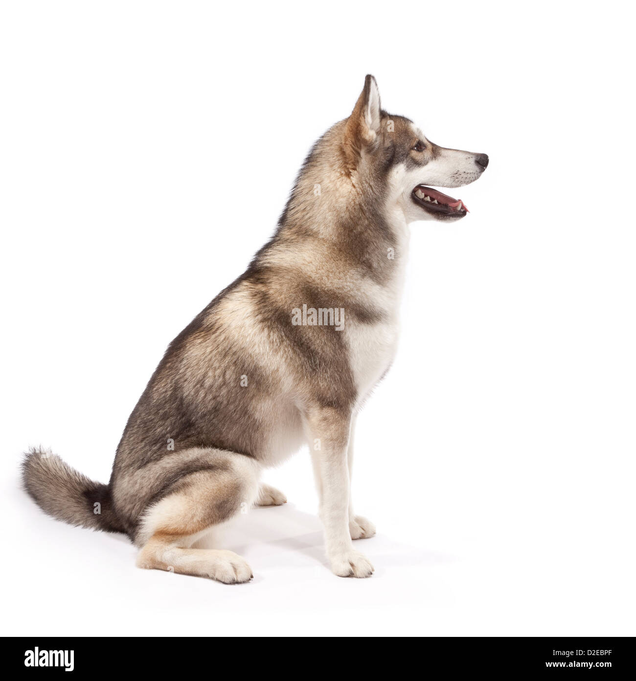 Siberian Husky Hund im Alter von 9 Monaten Stockfoto